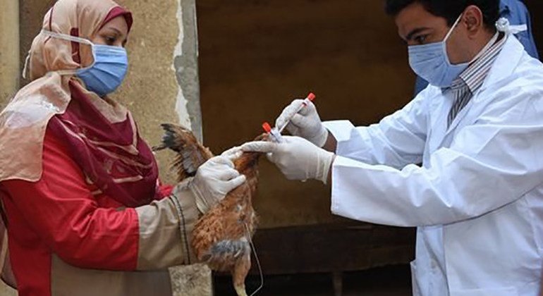 Avian flu reported in 108 countries across five continents, says UN health agency