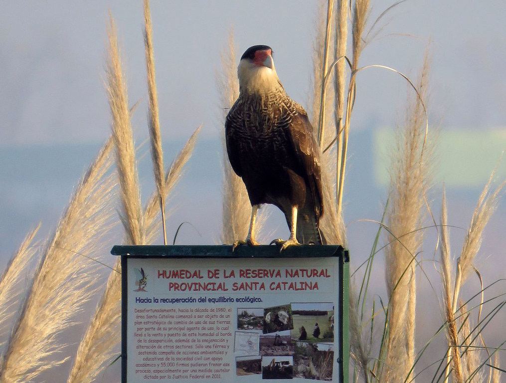 A carancho sits on a sign in the wetlands in Buenos Aires Province. A carancho sits on a sign in the wetlands in Buenos Aires Province.