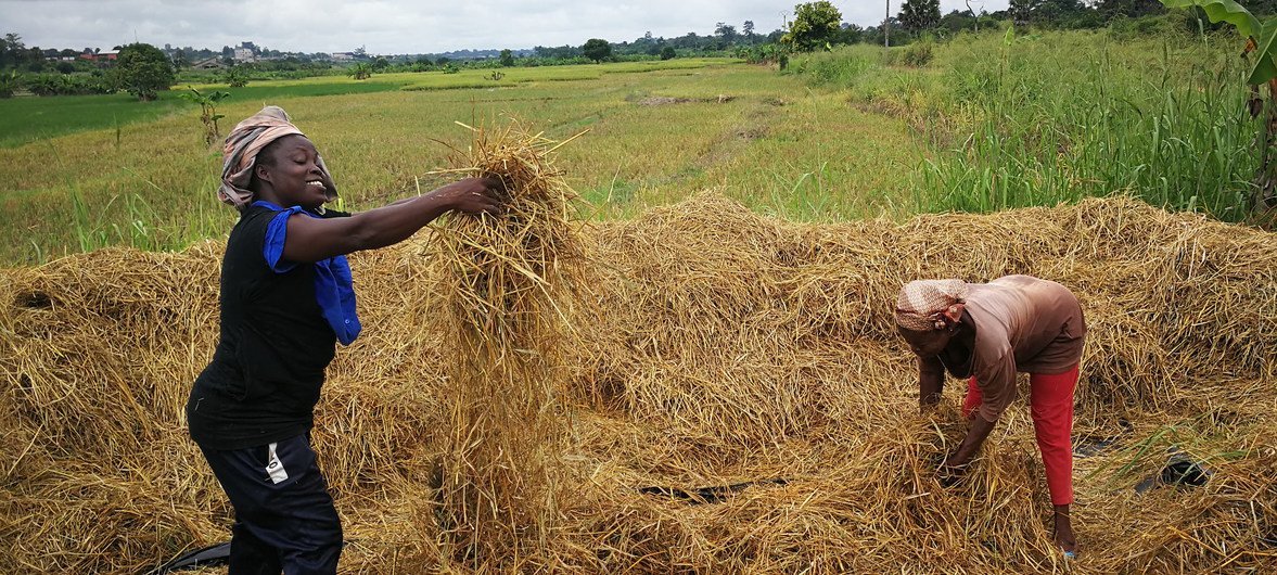 South-South cooperation has facilitated training and technical guidance for farmers in several African nations. South-South cooperation has facilitated training and technical guidance for farmers in several African nations.