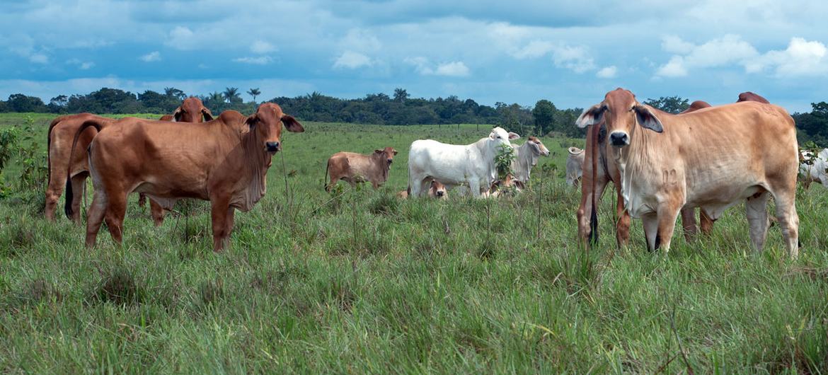 A silvopastoral system in the Amazon integrates trees and shrubs into livestock pastures. This increases carbon storage in trees and soil, reducing greenhouse gas emissions from livestock and fertilizer and boosting resilience to climate change. A silvopastoral system in the Amazon integrates trees and shrubs into livestock pastures. This increases carbon storage in trees and soil, reducing greenhouse gas emissions from livestock and fertilizer and boosting resilience to climate change.