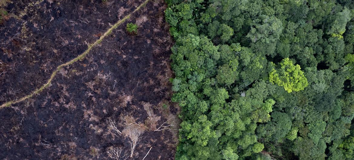 Deforestation releases carbon into the atmosphere, which fuels climate change and further harms forests. Deforestation releases carbon into the atmosphere, which fuels climate change and further harms forests.