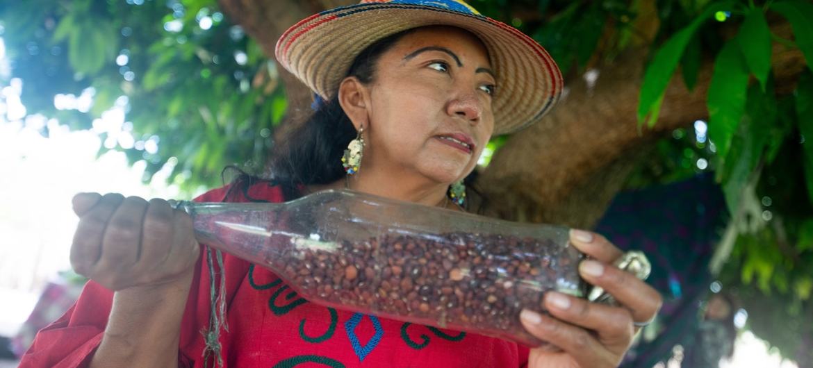In Ipasharrain village in Colombia, Ana Griselda Gonzalez explains how the Guajiro bean can be roasted and eaten like a snack. In Ipasharrain village in Colombia, Ana Griselda Gonzalez explains how the Guajiro bean can be roasted and eaten like a snack.