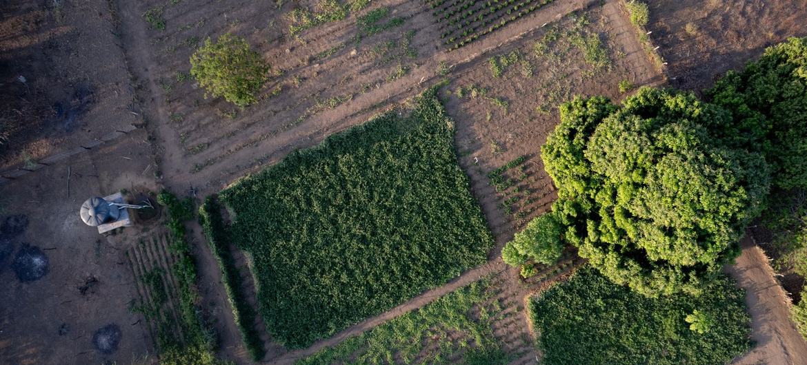An aerial view of cropland in Ipasharrain village, Colombia, supported by the UN food and agriculture agency (FAO) and partners. An aerial view of cropland in Ipasharrain village, Colombia, supported by the UN food and agriculture agency (FAO) and partners.