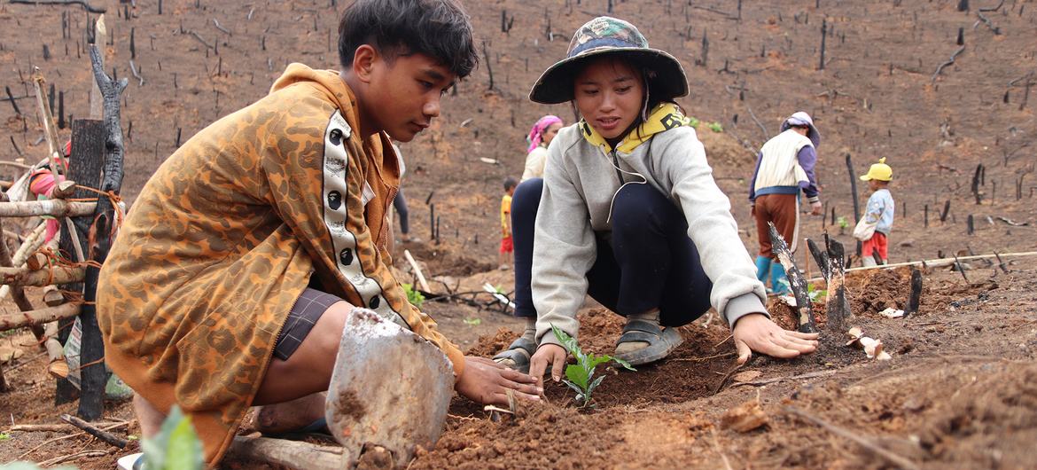 Planting coffee can support the reforestation process. Planting coffee can support the reforestation process.