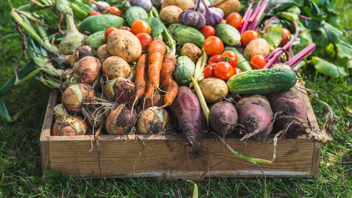 5 Simple Ways To Make Root Vegetables Spotlessly Clean