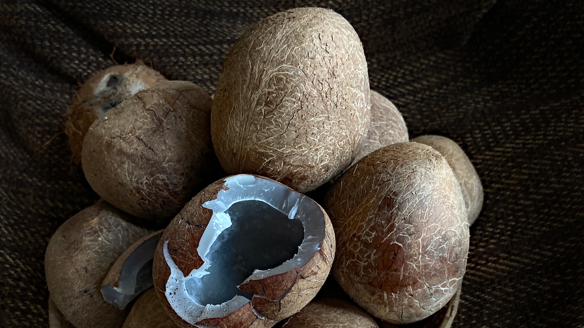 5 Genius Ways to Store Dry Coconut and Keep It Fresh for Months