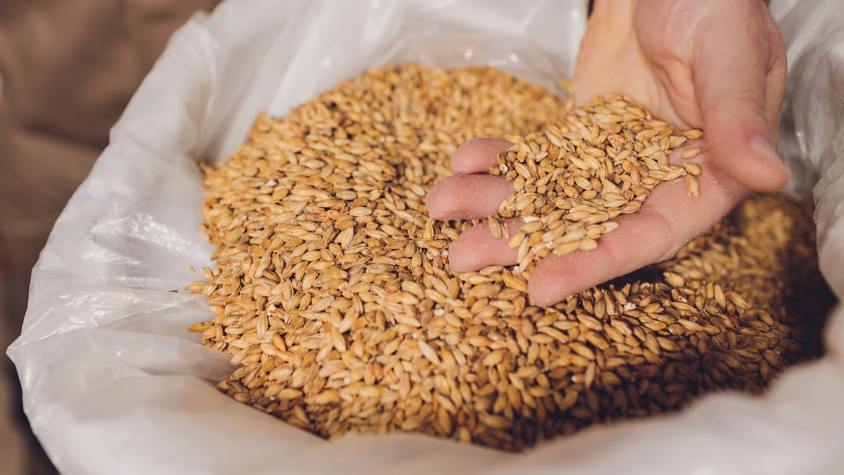 Wheat Production In Madhya Pradesh Declines Over Last Five Years