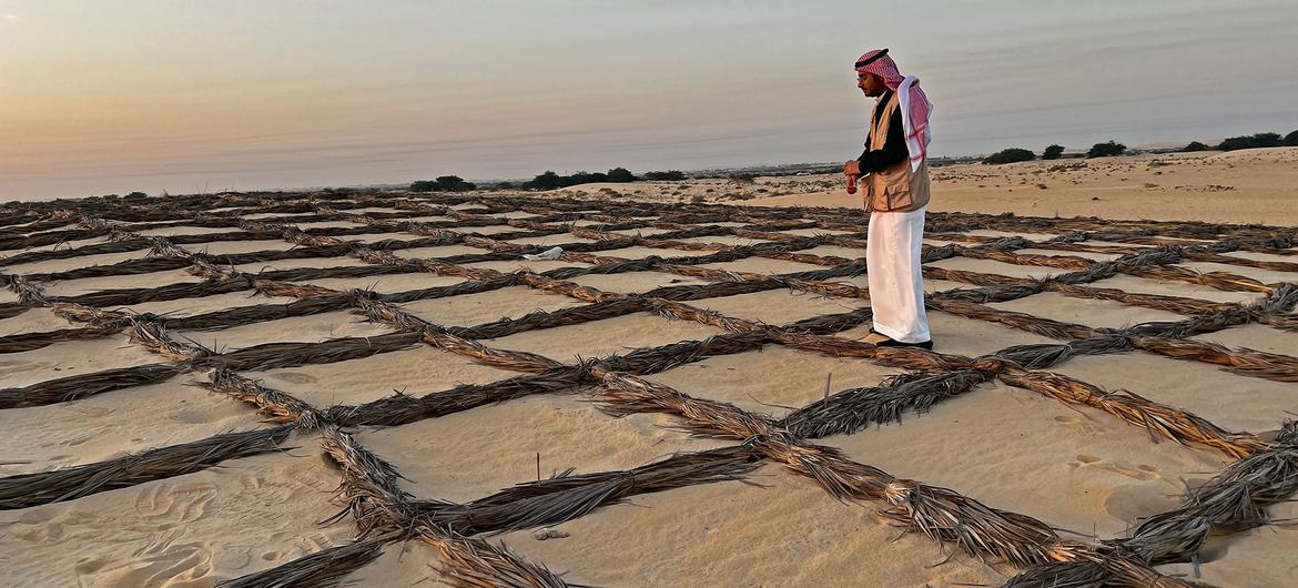 Palm fronds arranged in quadrants can help to slow down the pace of desertification. Palm fronds arranged in quadrants can help to slow down the pace of desertification.