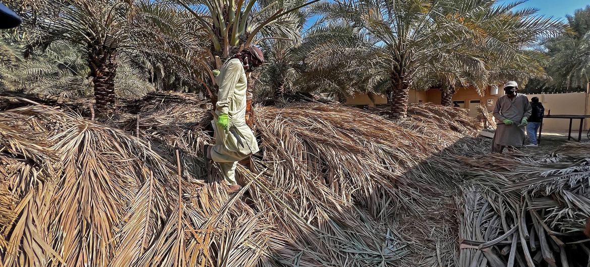 Palm fronds are collected and reused as sand barriers. Palm fronds are collected and reused as sand barriers.