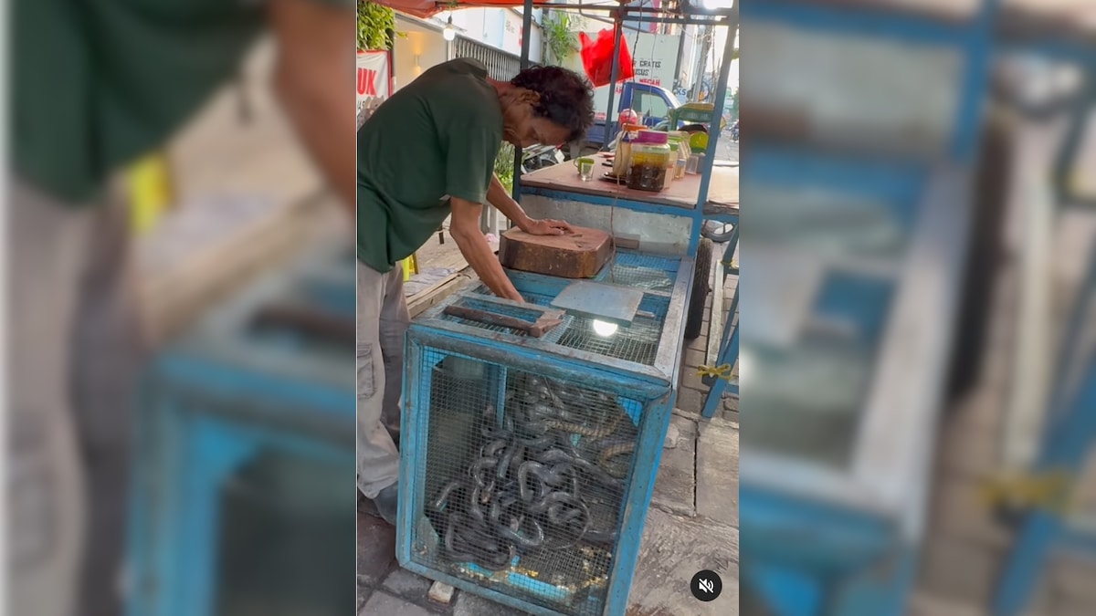 “Snake As A Snack”? Indian Vloggers Discovery In Indonesia Has Shocked The Internet