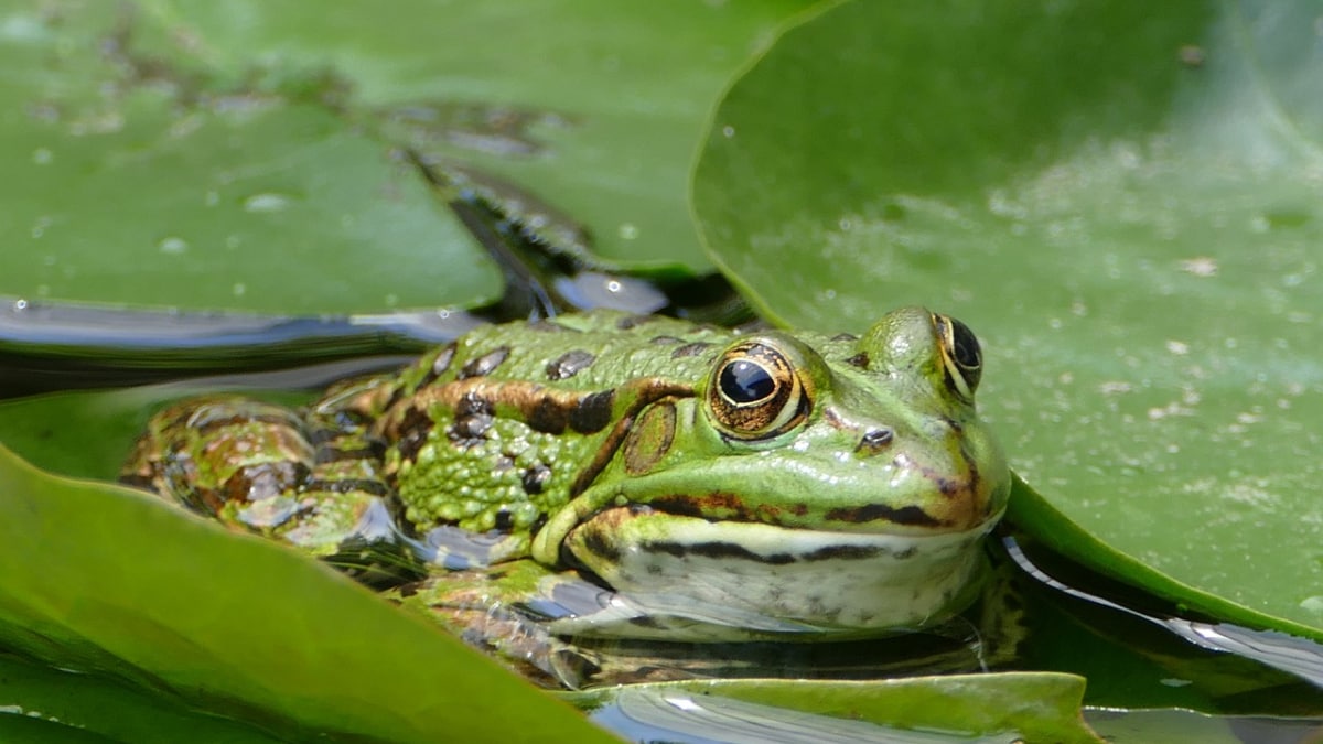 Fungus Wiping Out Frogs: Innovative