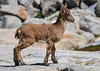 Biology "logo" (A three month old iberian ibex)