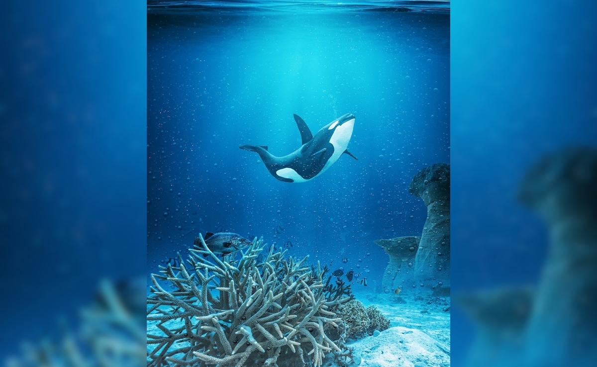 Bereaved Orca Seen Carrying Dead Calf Again In US Waters