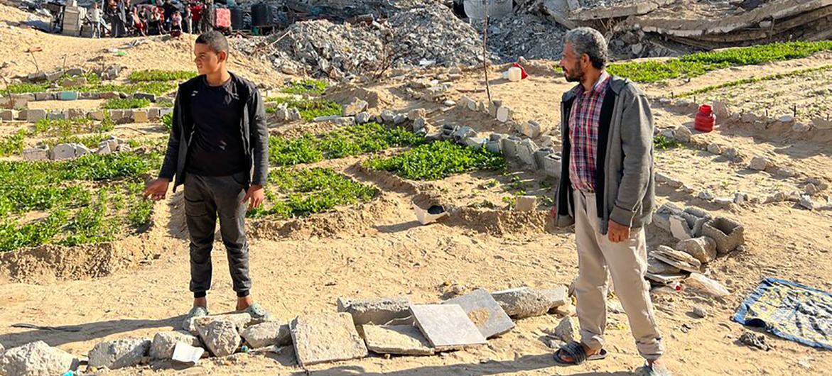 Nabil Azab (right) stands near the greens his family is tending. Behind are the remains of the apartment building his family still lives in despite the danger. Nabil Azab (right) stands near the greens his family is tending. Behind are the remains of the apartment building his family still lives in despite the danger.