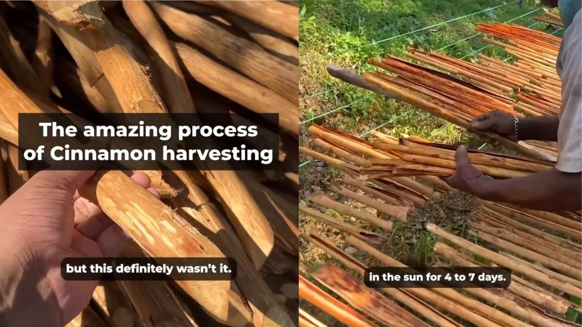 Vlogger Shows Extensive Process Of Cinnamon Harvesting, Leaves Internet In Awe