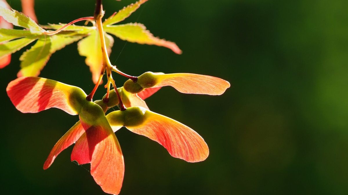 Why Maple Pods Is The Next Big Thing In Dining That Combines Luxury And Privacy