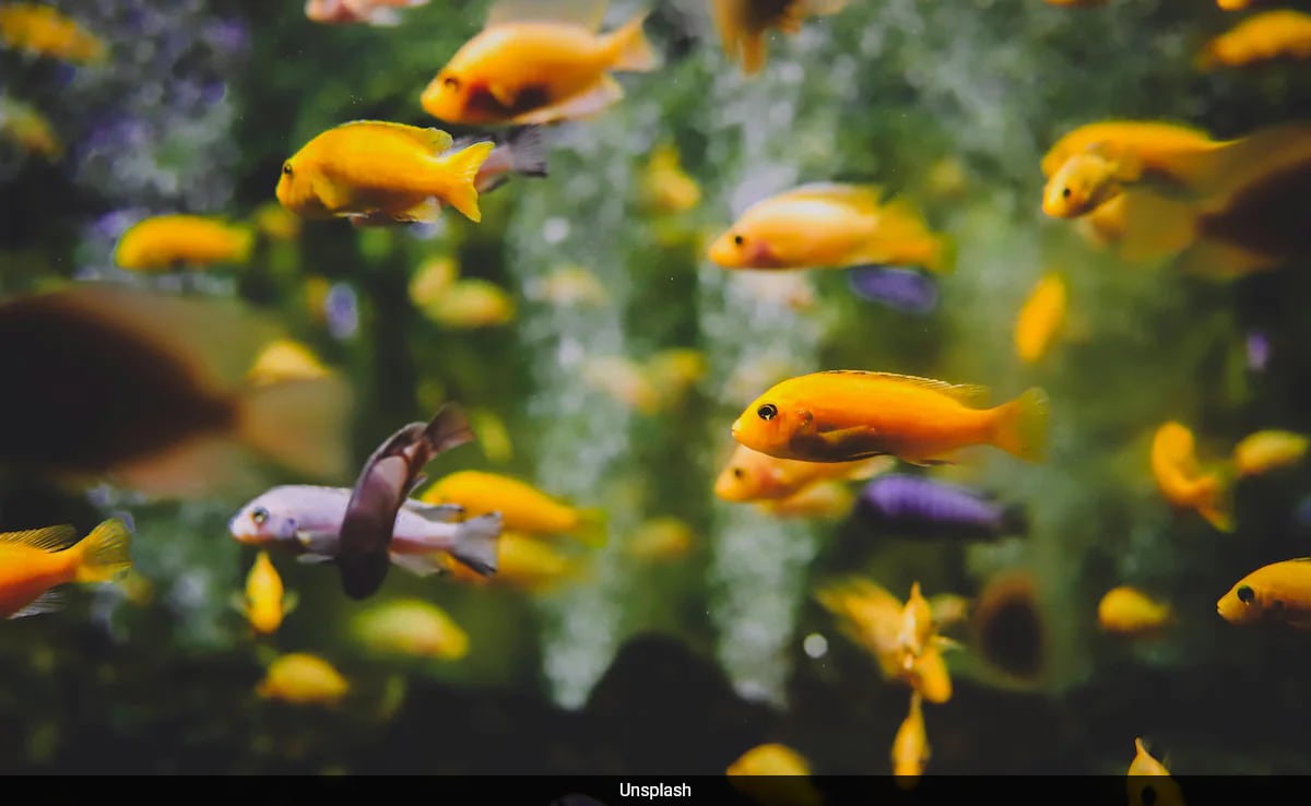 Freshwater Species Face A Crisis, A Quarter Are On The Brink Of Extinction: Study