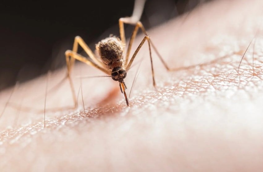 How Do Mosquito Repellents Work? Chemistry Expert Explains
