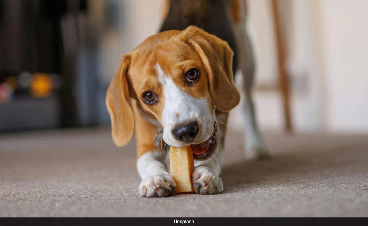 Made-In-China Dog Chews Linked To ‘Werewolf Syndrome’ In UK, Vets Warn Owners