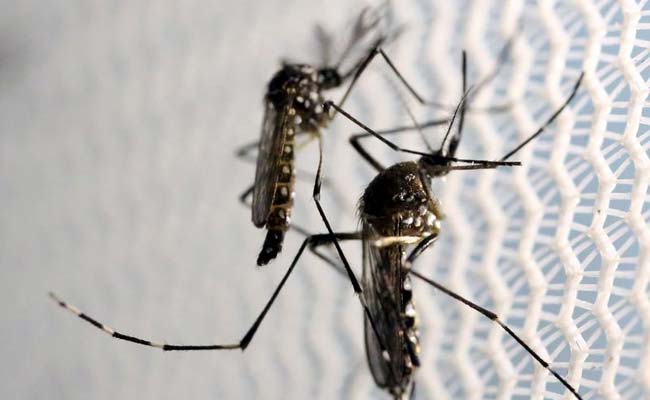 Scientists Want To Breed Mosquitoes With "Toxic" Semen. This Is Why
