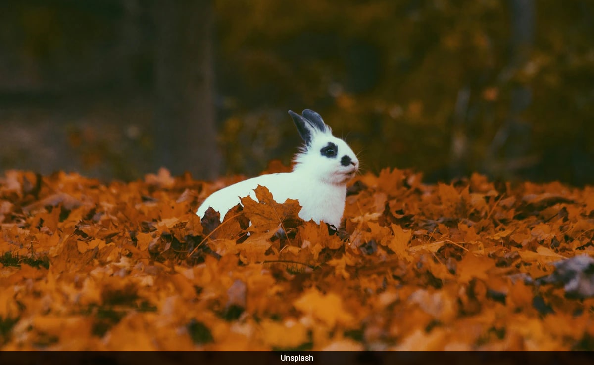 Symptoms, Fatality Rate And Other Things To Know