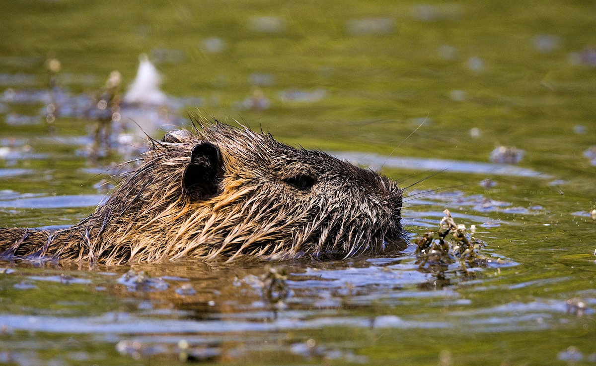 Beavers Build Dam Project Stalled For Seven Years, Help Authorities Save Rs 10 Crore