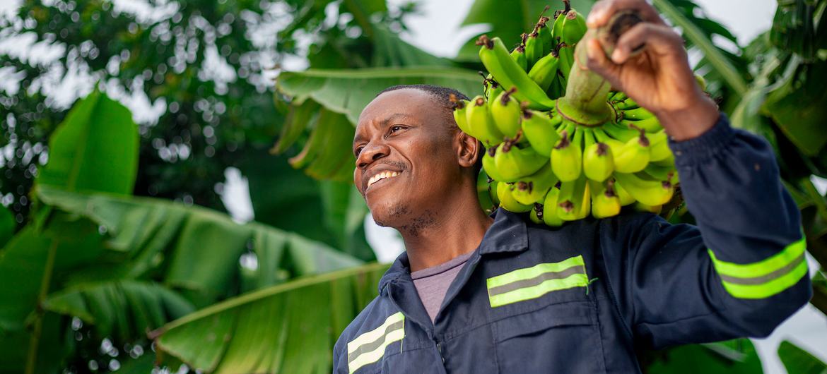 A banana grower harvests his crop in Manicaland, Zimbabwe. A banana grower harvests his crop in Manicaland, Zimbabwe.