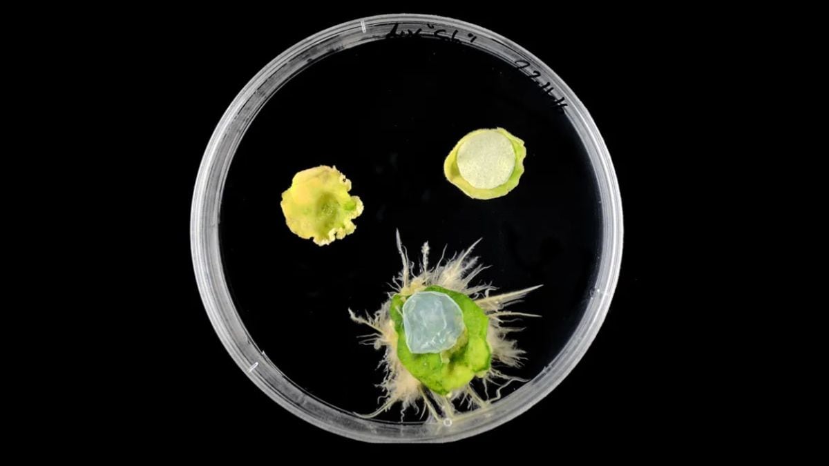 Bacteria-Based Cellulose Bandage Speeds Up Plant Healing and Growth