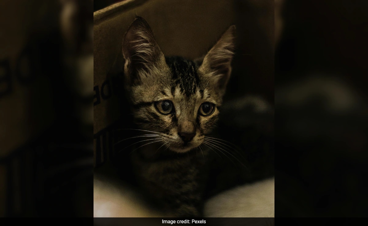 Cat Named ‘Miracle’ Survives On Toilet Water, Leftovers After Being Abandoned