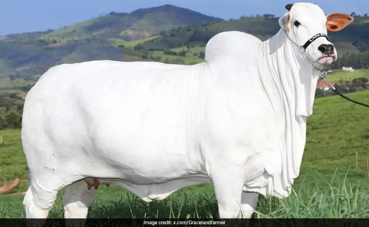Indian Nelore Breed Cow Breaks World Record, Sells For Rs 40 Crore