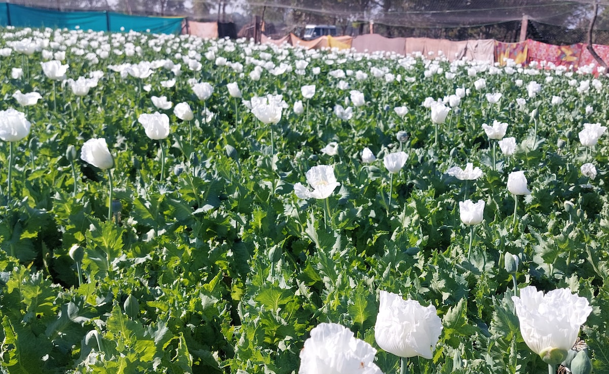 Opium Farming Takes Root In Myanmar’s War-Torn Landscape