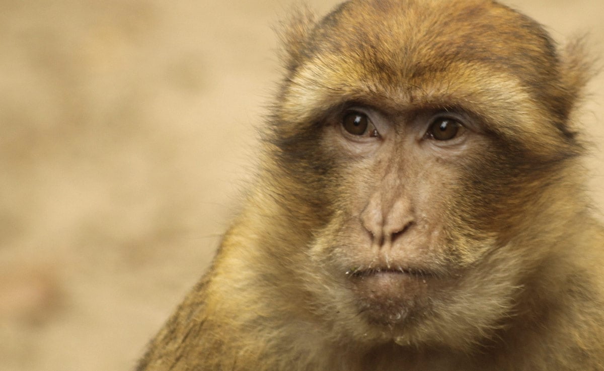 Ebola Could Be Treated With A Pill, Promising Monkey Study Ignites Hope