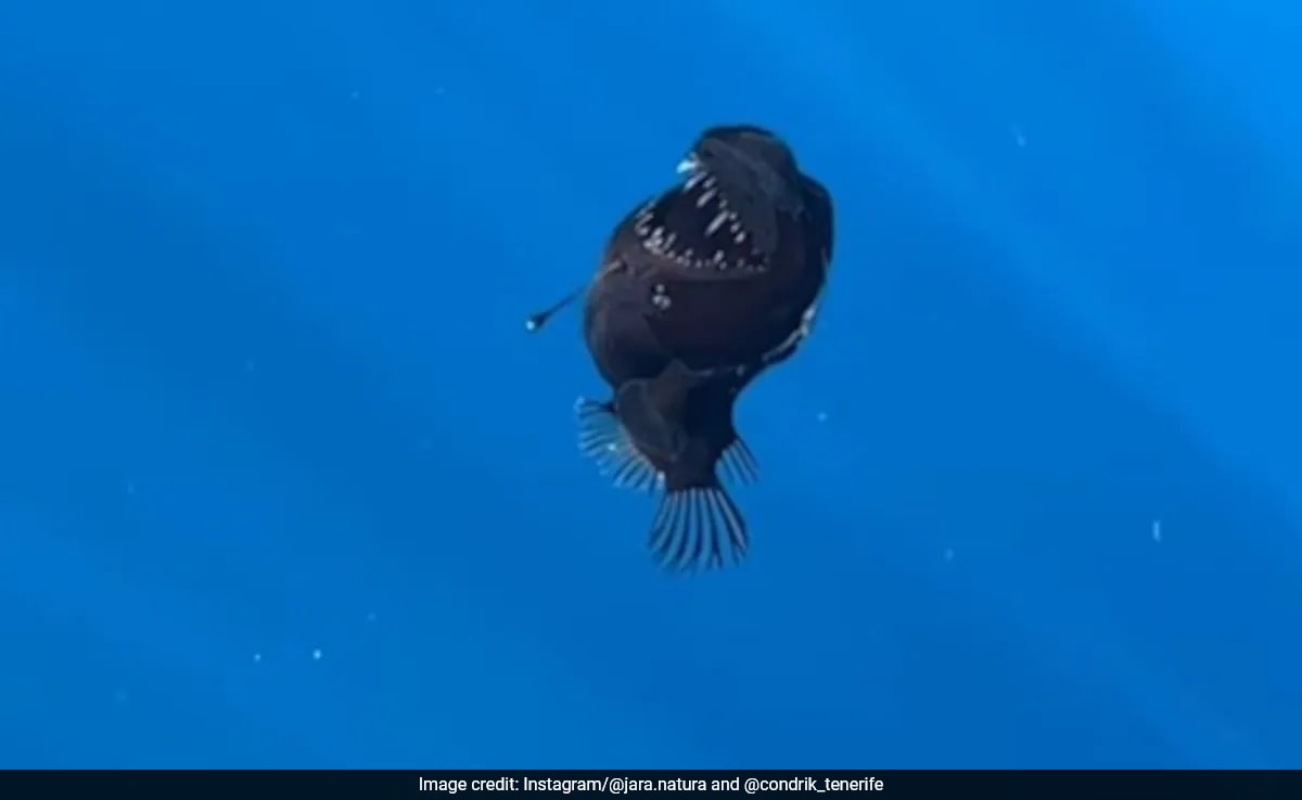 How A Dying Anglerfish Became A Social Media Sensation