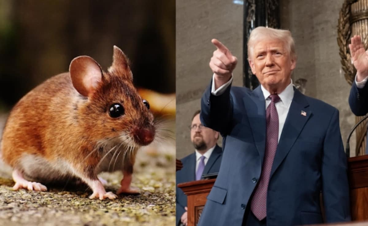 Row Over Trump's Animal Experiments Claim