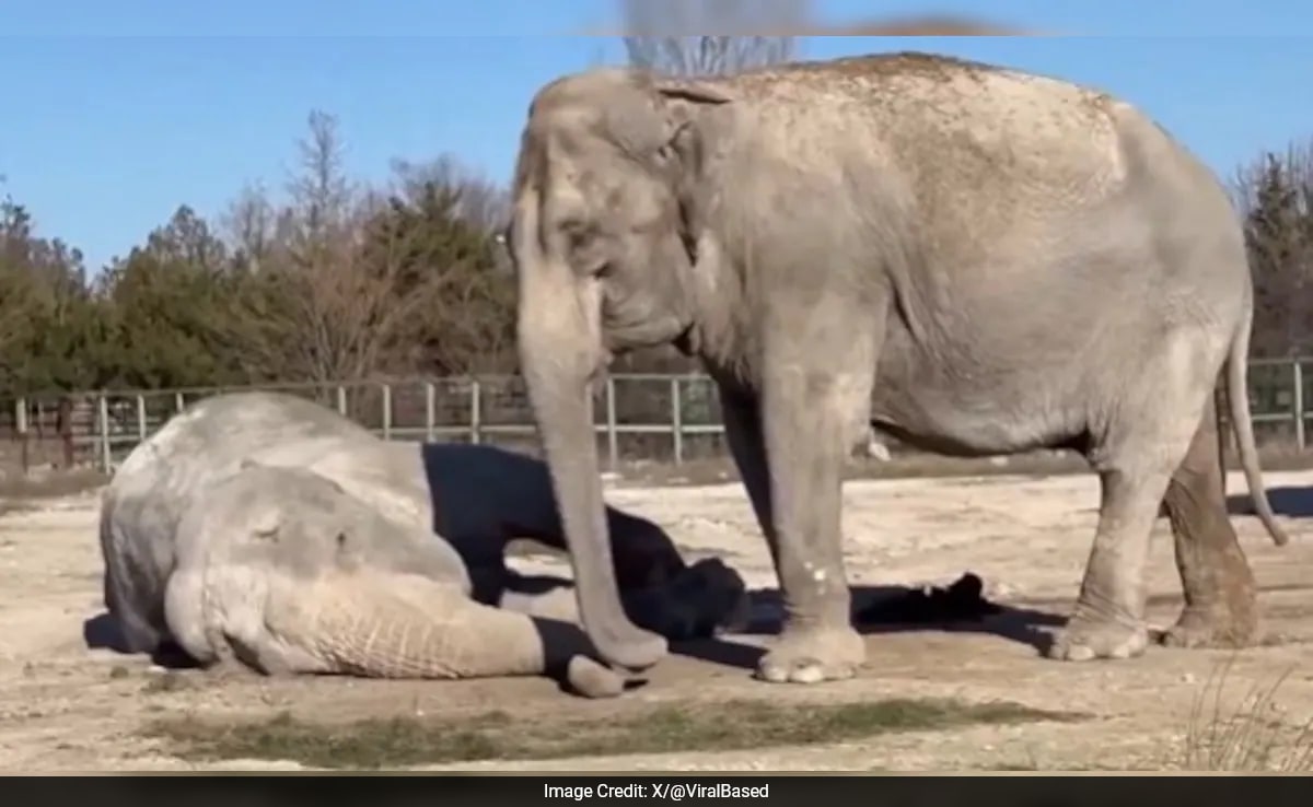 Viral Video Shows Elephant Mourning Her Partner Of 25 Years: "No Greater Pain Than..."