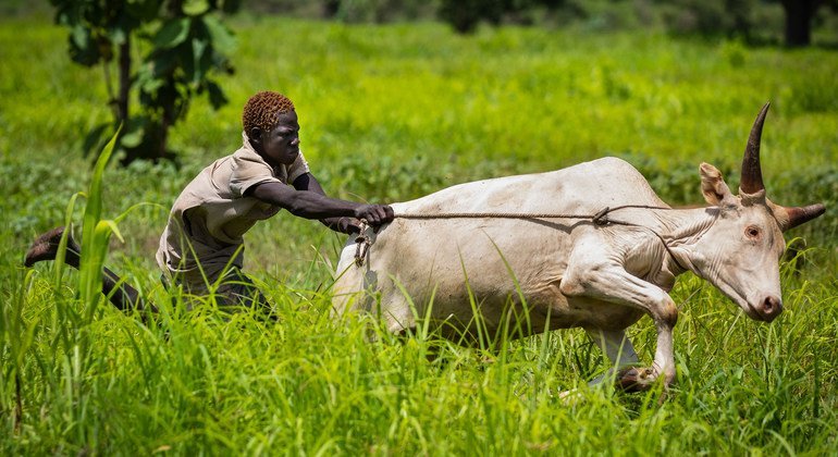 ‘A spirit of oneness’: Cooperatives cultivating peace in South Sudan