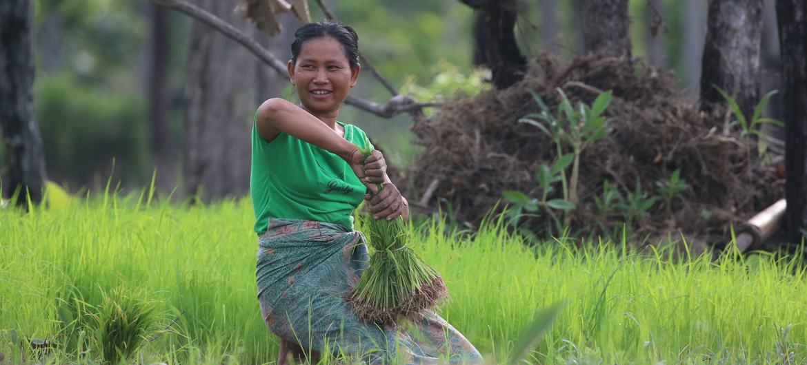 A local rice farmer in Laos. A local rice farmer in Laos.