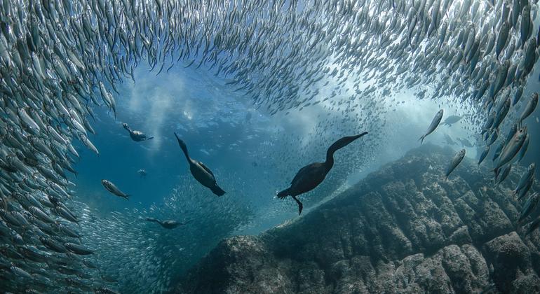 UN ocean summit in Nice closes with wave of commitments