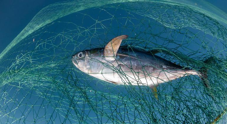 ‘Plenty of fish in the sea’? Not anymore, say UN experts in Nice