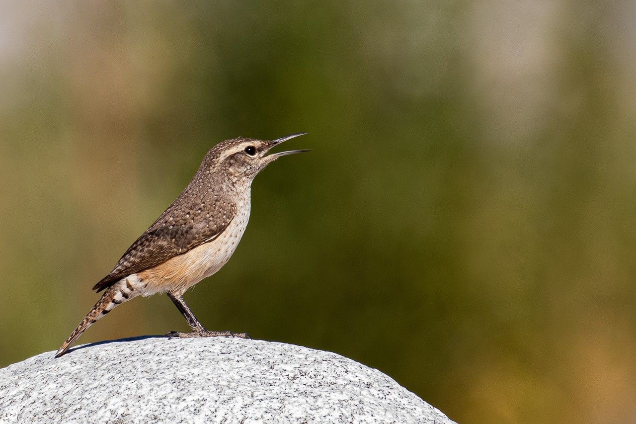 Rock wren standing on a rock