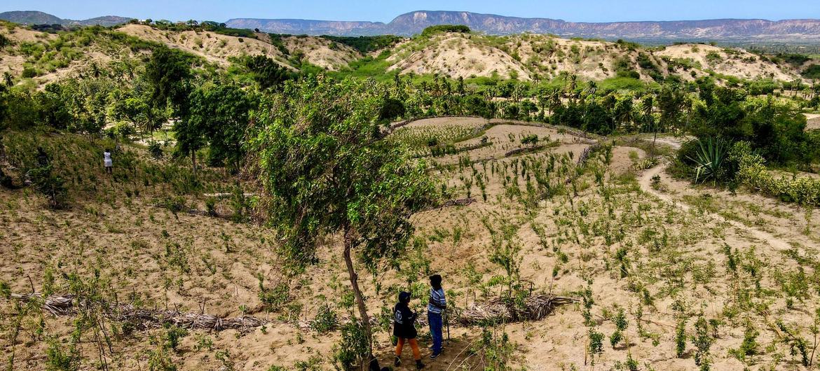 Climate shocks have plagued Haiti's agricultural sector. Climate shocks have plagued Haiti's agricultural sector.