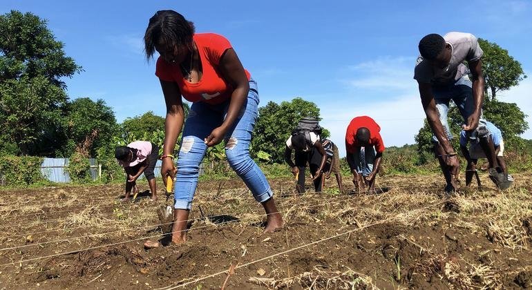 From crisis to cultivation: Haiti’s farmers build resilience one seed at a time