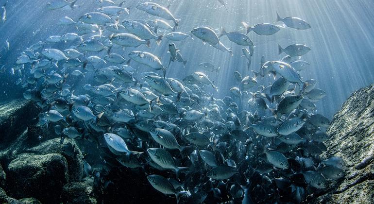 Momentum builds towards marine biodiversity treaty, as experts convene in New York