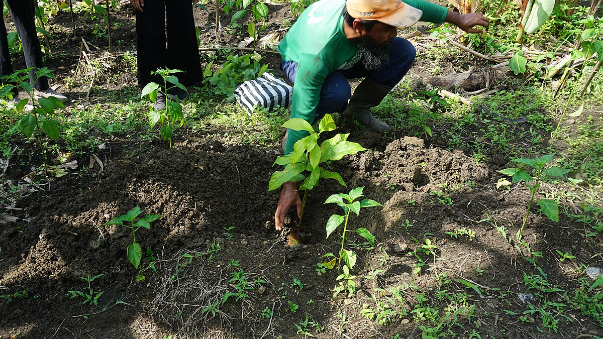 Reforestation in Jabungan Brings Greener Hills, But Economic Hopes Remain Distant