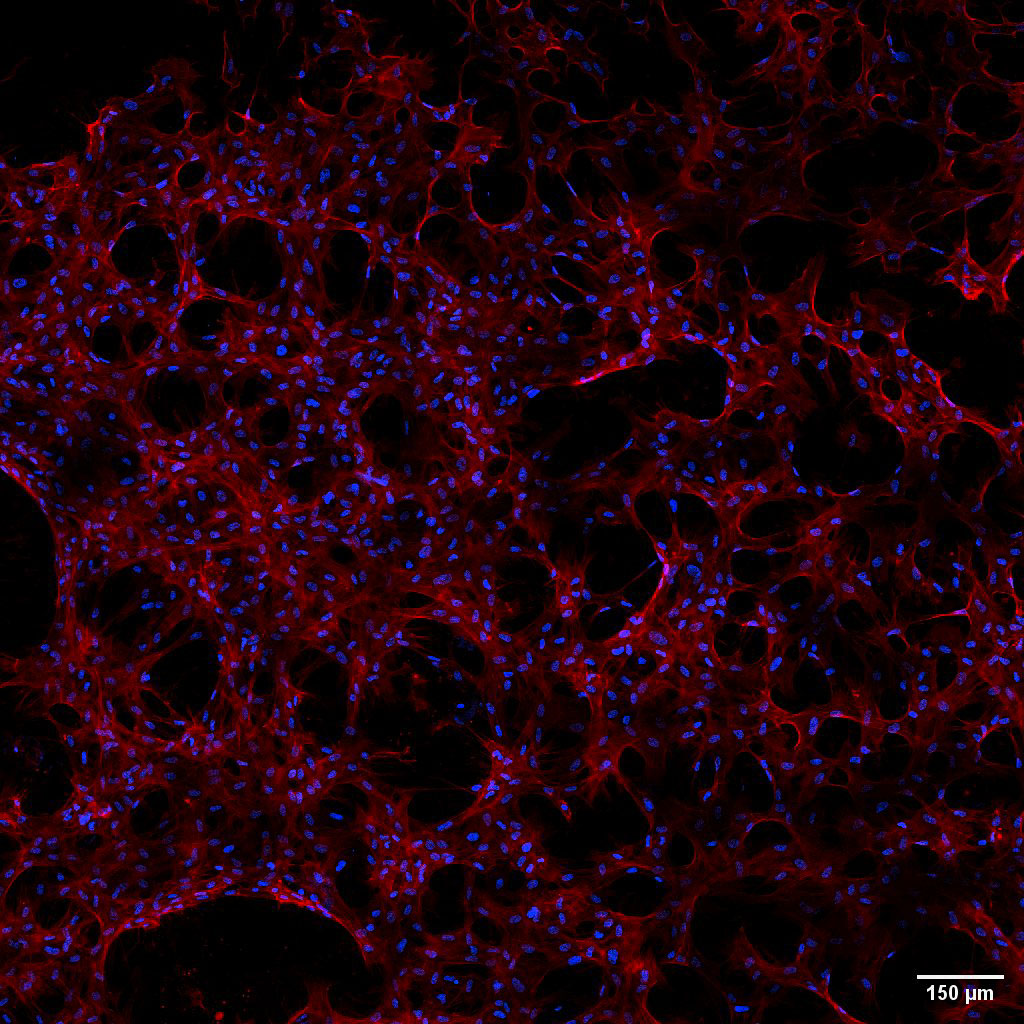 Space Station Cell Studies - NASA