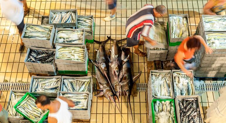 Fresh report warns fish fraud extends to one fifth of global catch