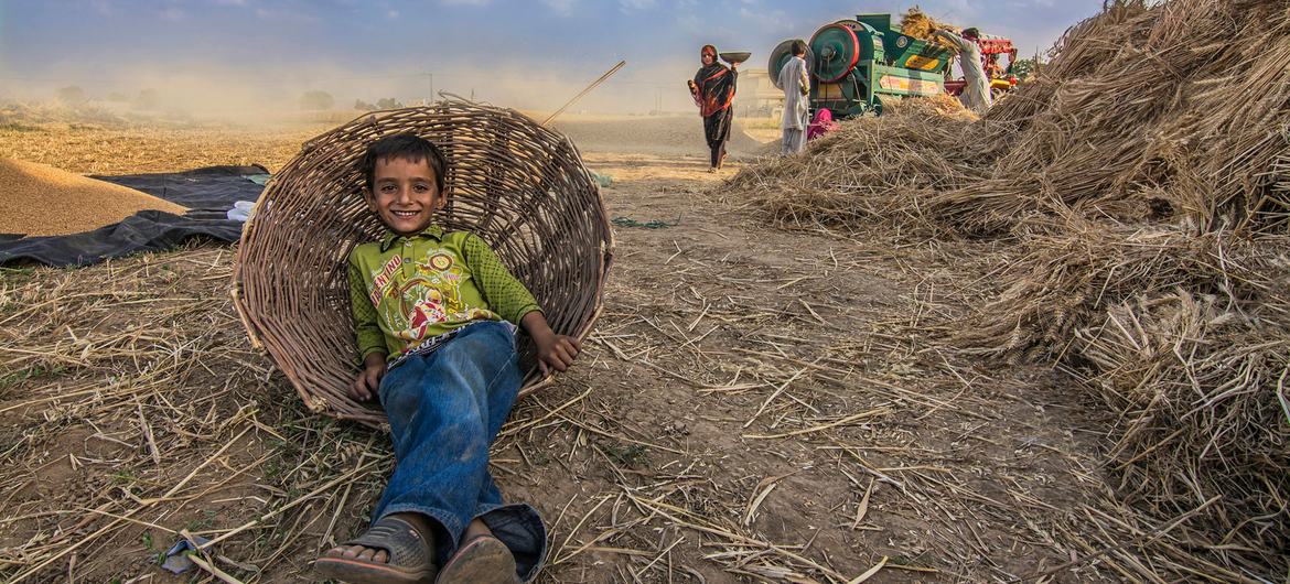 A young boy relaxes in a wicker basket as his family threshes harvested wheat.